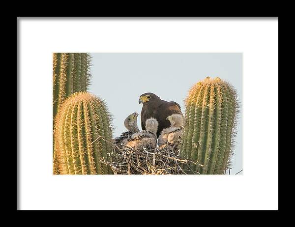 Harris Hawks Framed Print featuring the photograph Harris Hawk Adult and Chicks 7955-050922-3 by Tam Ryan