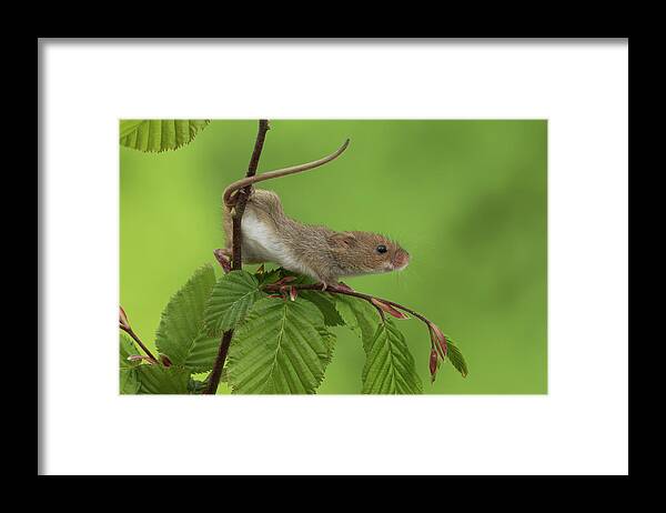 Harvest Framed Print featuring the photograph Harvest Mouse-3056 by Miles Herbert