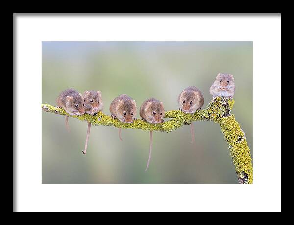 Cute Framed Print featuring the photograph Harvest mouse gang by Erika Valkovicova