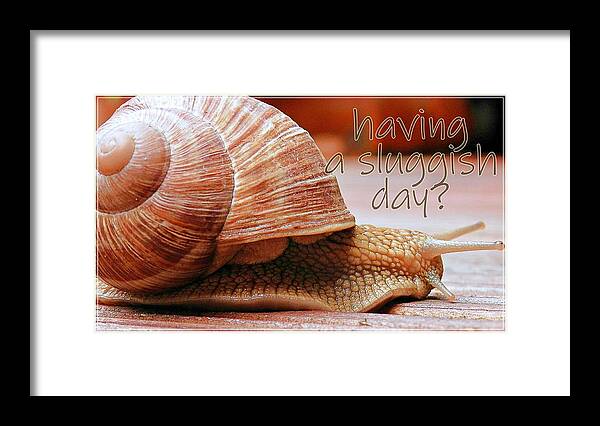 Tired Framed Print featuring the photograph Having A Sluggish Day by Claudia Zahnd-Prezioso