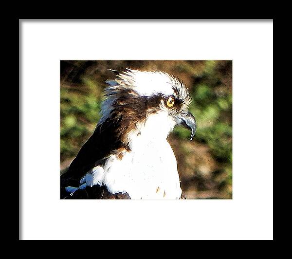 Bird Framed Print featuring the photograph Hawk Day One by Andrew Lawrence