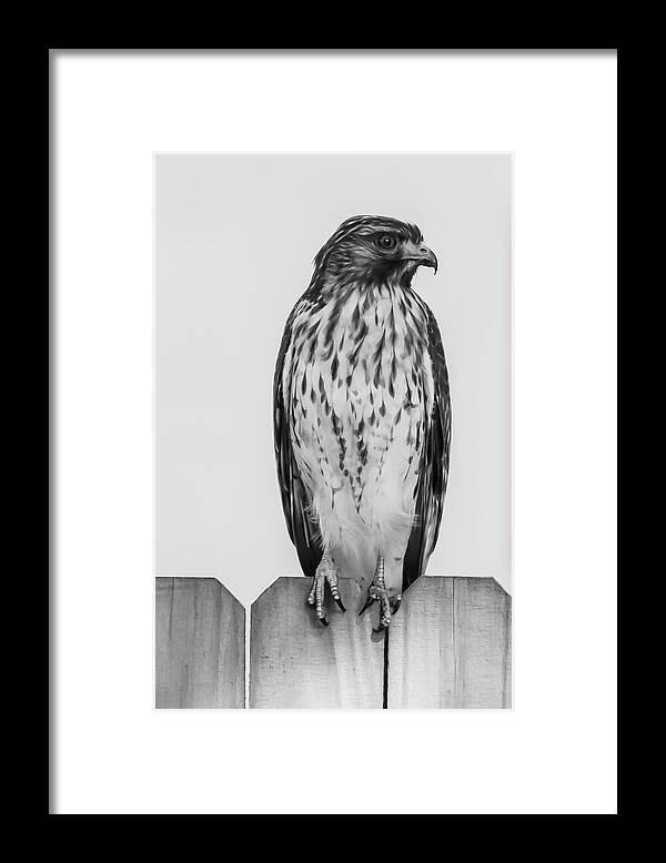 Hawk Framed Print featuring the photograph Hawk by Rick Redman