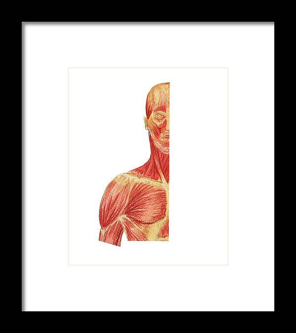 Head And Shoulder Framed Print featuring the painting Head Neck Shoulder Chest Anterior Medical Anatomy Watercolor by Irina Sztukowski