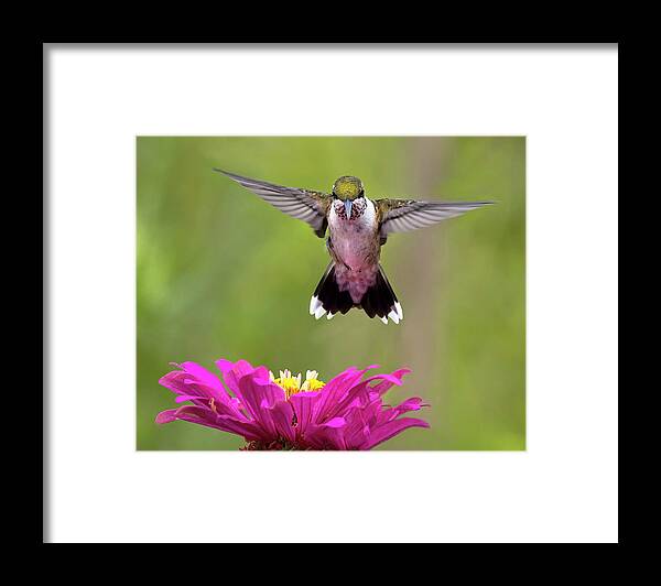 Bird Framed Print featuring the photograph Head on Hover by Art Cole