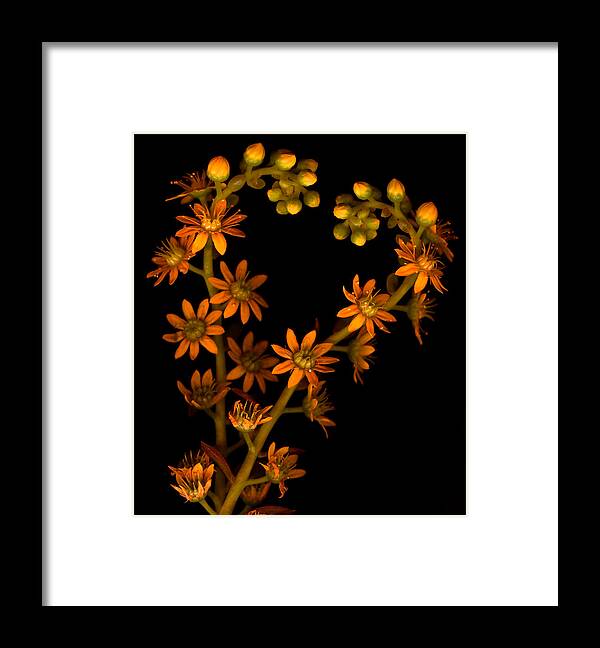 Sedum Framed Print featuring the photograph Heart of Flowers by Marsha Tudor