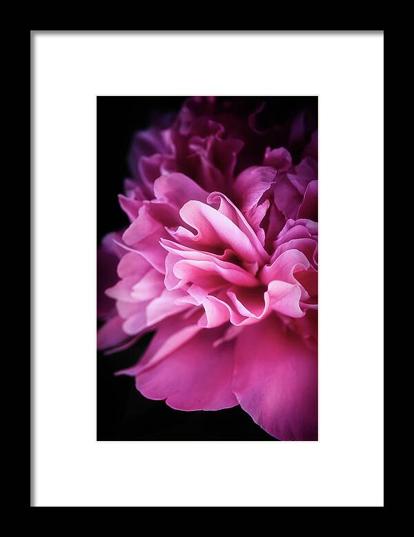 Peony Framed Print featuring the photograph Heart of Peony by Philippe Sainte-Laudy
