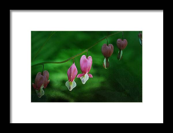 Dicentra Framed Print featuring the photograph Hearts of Spring by Moira Law