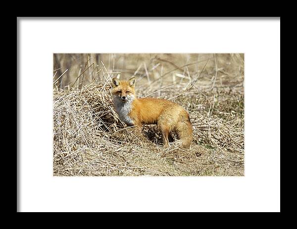 Red Fox Framed Print featuring the photograph Hello Foxy by Brook Burling