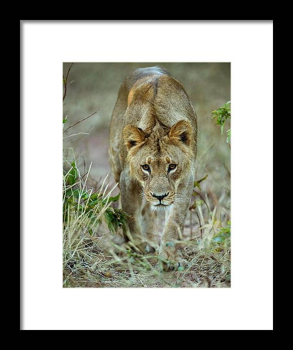 Lion Framed Print featuring the photograph Hello Kitty by Stefan Knauer