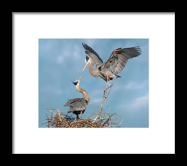 Great Blue Framed Print featuring the photograph Hello, my Sweetiepie by Judi Dressler
