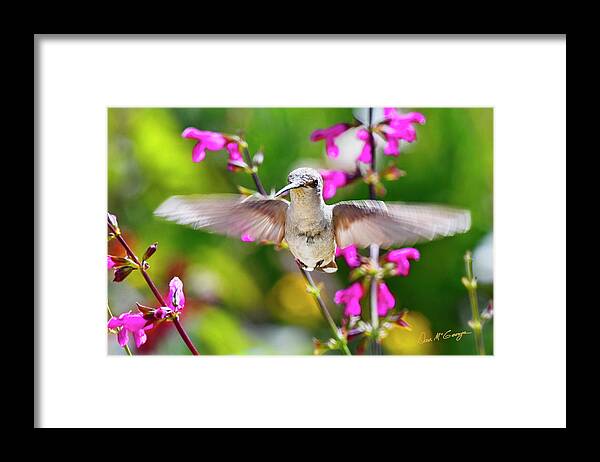 Hummingbird Framed Print featuring the photograph Hello There by Dan McGeorge