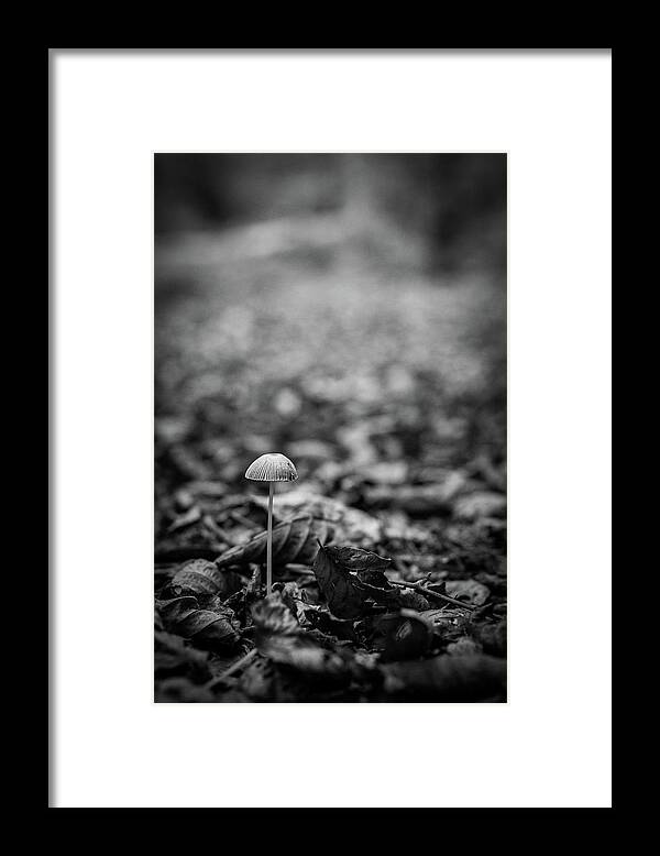 Mushroom Framed Print featuring the photograph Hello there little one by Gavin Lewis