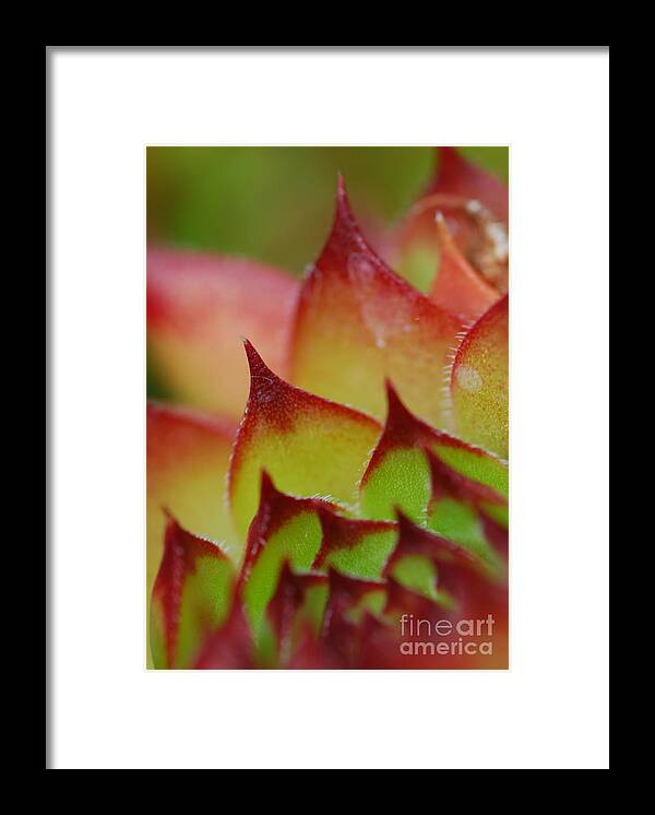 Hens And Chicks Framed Print featuring the photograph Hens And Chicks #10 by Stephanie Gambini