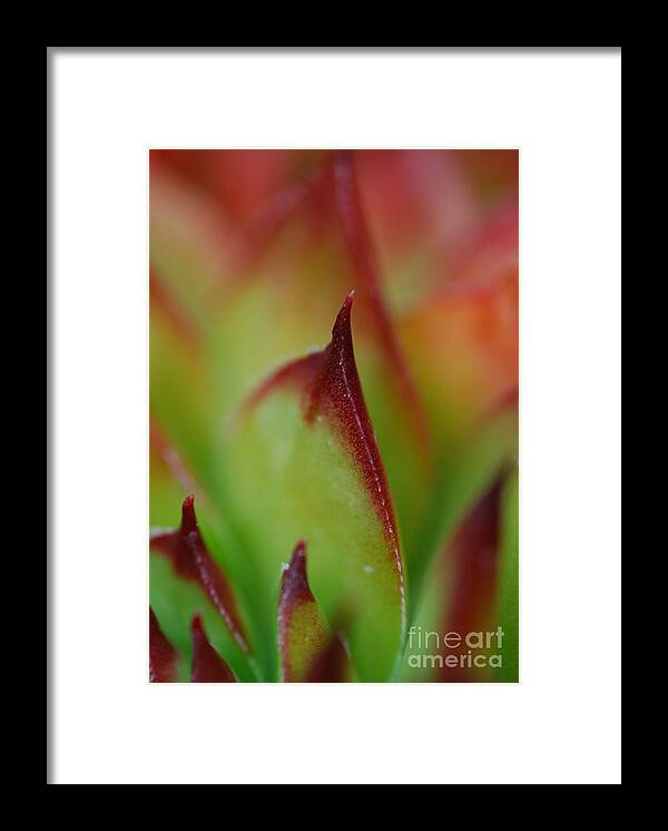 Hens And Chicks Framed Print featuring the photograph Hens And Chicks #9 by Stephanie Gambini