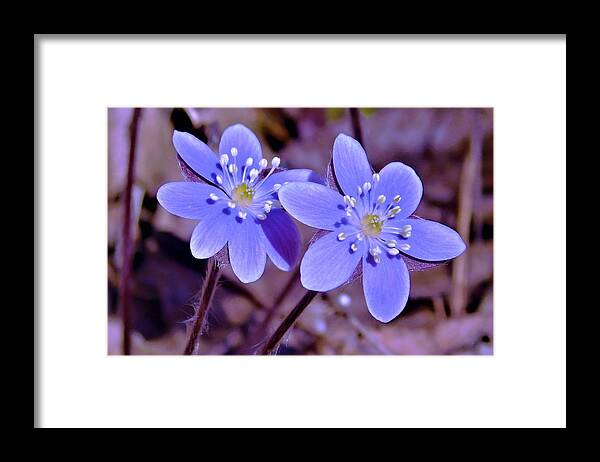 - Hepatica Framed Print featuring the photograph - Hepatica by THERESA Nye