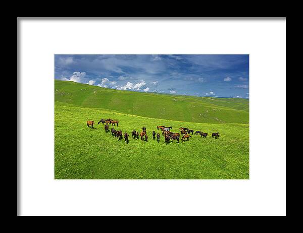 Horse Framed Print featuring the photograph Herd Of Horses Grazing On Slope Meadow by Mikhail Kokhanchikov