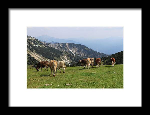 Hochkar Framed Print featuring the photograph Herd of Pinzgauer cattle grazes on the Hochkar mountain with an incredible and soothing view of the rest of the Austrian Alps. Organic product, the freshest and highest quality milk. by Vaclav Sonnek