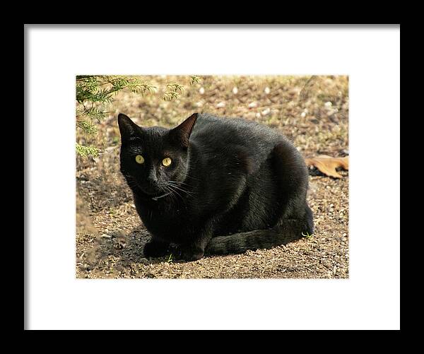Cat Framed Print featuring the photograph Here Kitty by Cathy Kovarik
