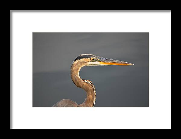 Heron Framed Print featuring the photograph Heron by Ally White