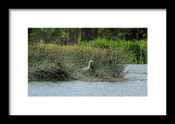 Heron Framed Print featuring the photograph Majestic by Laura Putman