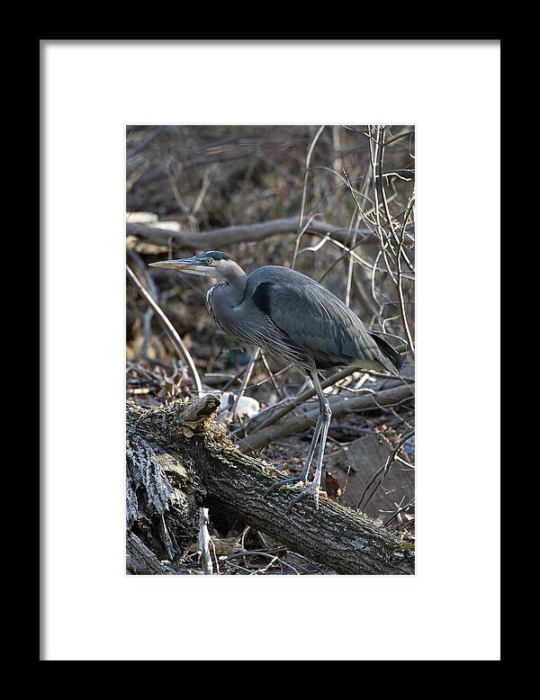 Birds Framed Print featuring the photograph Heron on the move by Paul Ross
