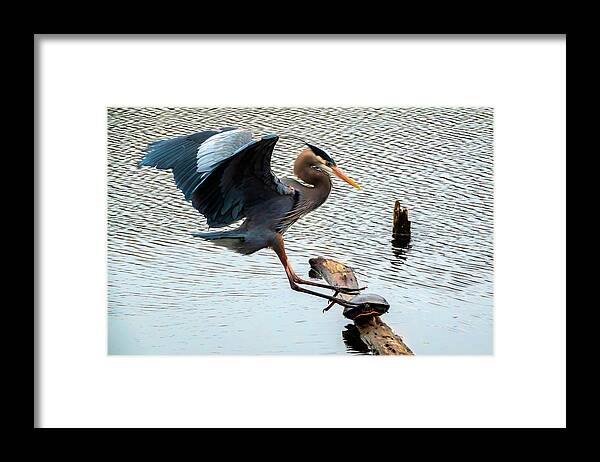 Lakes And Rivers Framed Print featuring the photograph Heron Sticks the Landing by Larey McDaniel