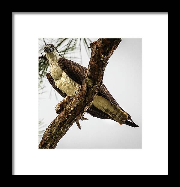 Osprey Framed Print featuring the photograph Hi There, Can I Help You by Kevin Senter