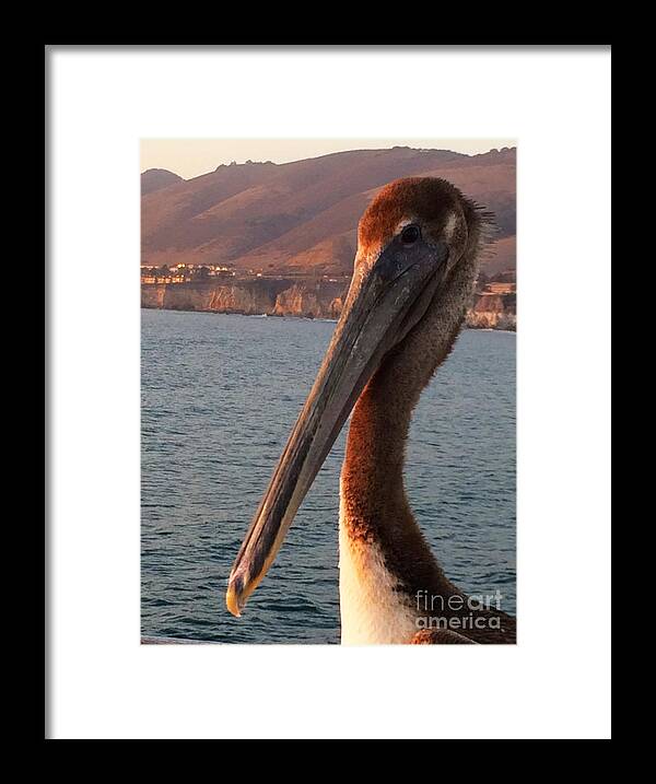 Pelican Framed Print featuring the photograph HI There by Doug Gist