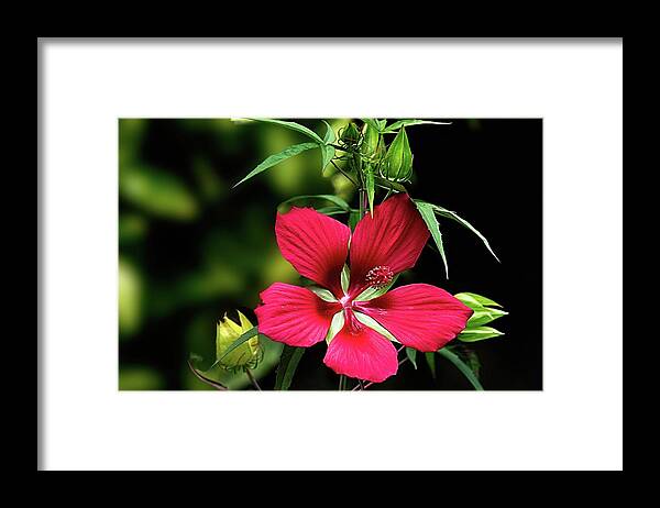 Landscape Framed Print featuring the digital art Hibiscus Coccineus by Ed Stines