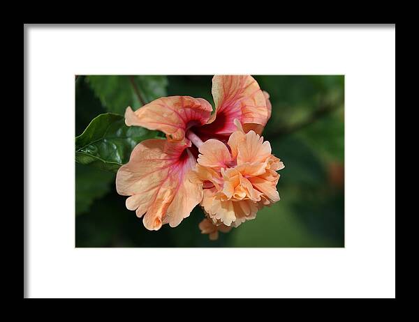 Hibiscus Framed Print featuring the photograph Hibiscus by Mingming Jiang