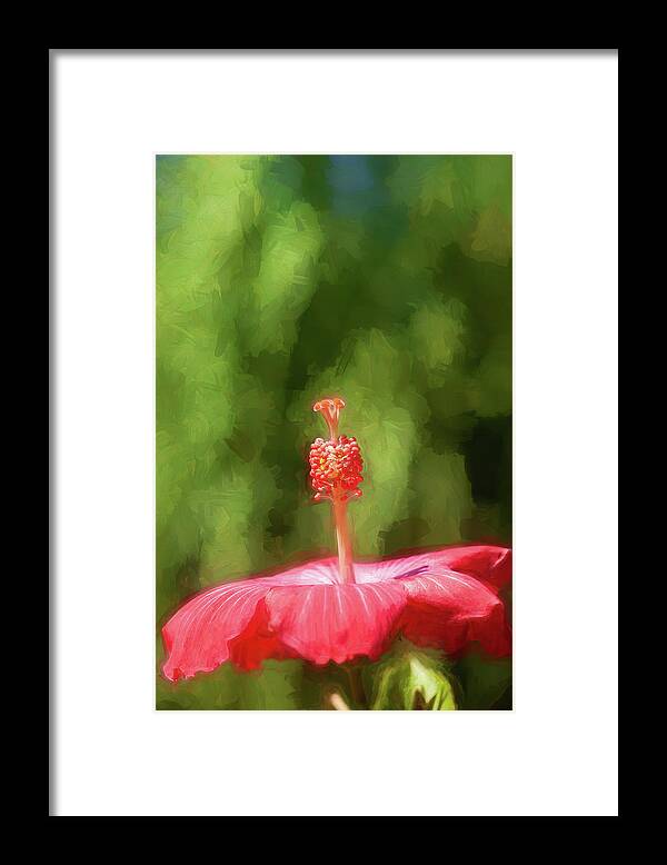 Nature Framed Print featuring the photograph Hibiscus Painted Lady 150 by Rich Franco