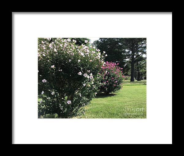 Hibiscus Framed Print featuring the photograph Hibiscus Row by Catherine Wilson