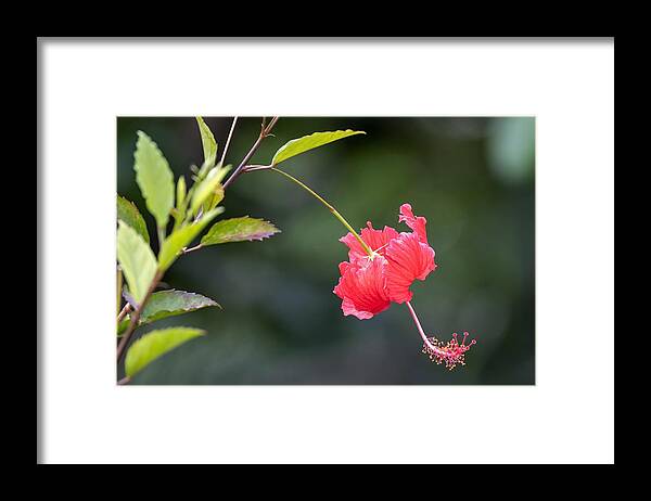 Hawaii Framed Print featuring the photograph Hibiscus Bows Down by Roy Wenzl