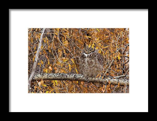 Great-horned Owl Framed Print featuring the photograph Hidden by D Robert Franz