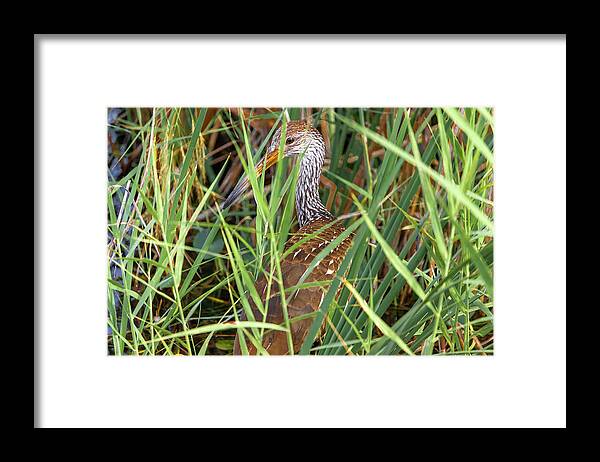Bird Framed Print featuring the photograph Hidden Limpkin Bird  by Blair Damson