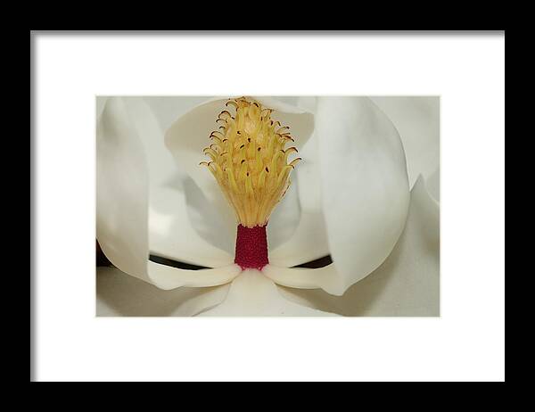 Magnolia Flower Framed Print featuring the photograph Hidden Wonder 2 by Mingming Jiang
