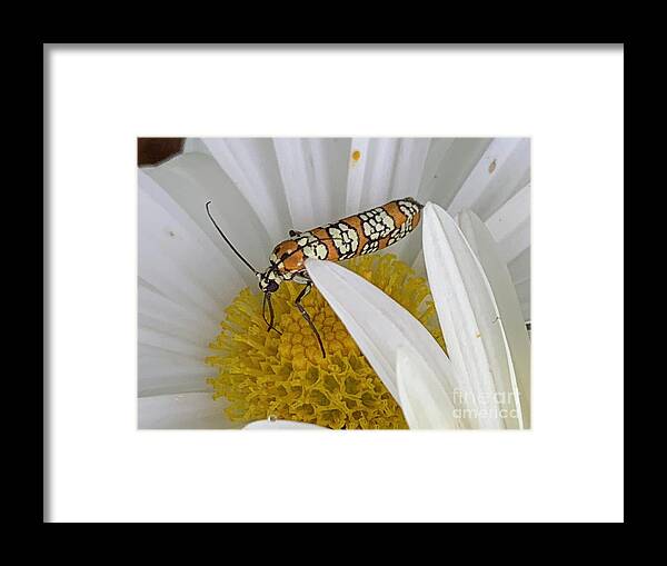 Daisy Framed Print featuring the photograph Hide me Here Bug by Catherine Wilson