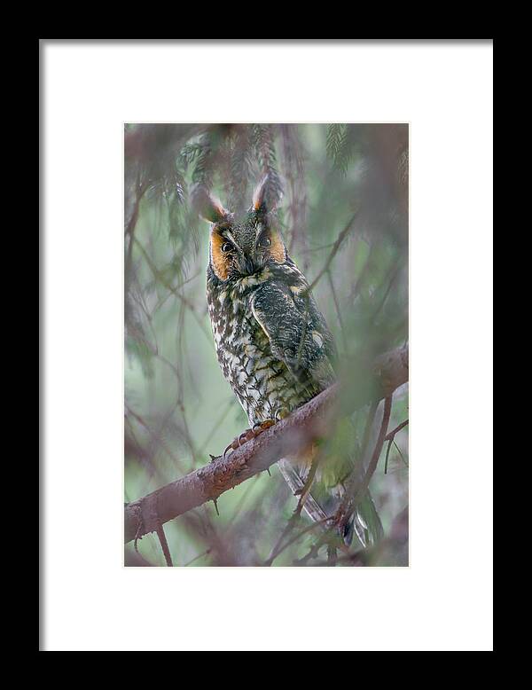 Owl Framed Print featuring the photograph Hiding in the Pines by Timothy McIntyre