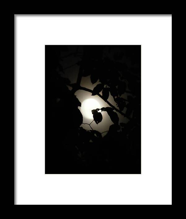 Lunar Framed Print featuring the photograph Hiding - Leaves over Moon by Menega Sabidussi