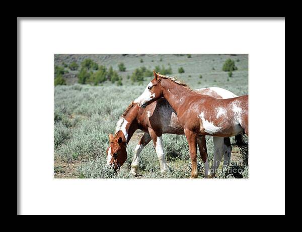 Denise Bruchman Photography Framed Print featuring the photograph High Country Paints by Denise Bruchman