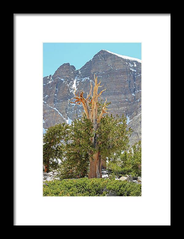 Nevada Framed Print featuring the photograph High Elevation Perseverance - Great Basin National Park by Brett Pelletier