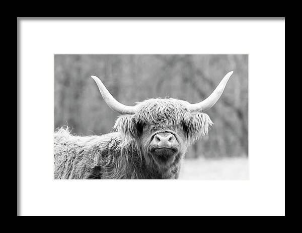 Cow Framed Print featuring the photograph Highland Coo by Holly Ross