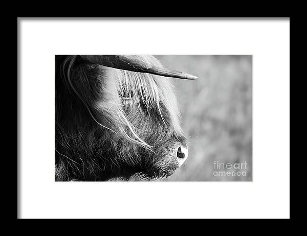 Highland Cattle Framed Print featuring the photograph Highland cow face side view black and white by Simon Bratt
