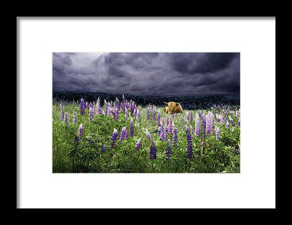 Lupinefest Framed Print featuring the photograph Highlander in the Lupine by Wayne King