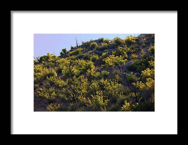California Wildflowers Framed Print featuring the photograph Hillside Wildflower Meadow on Lake Hughes Road by Ram Vasudev