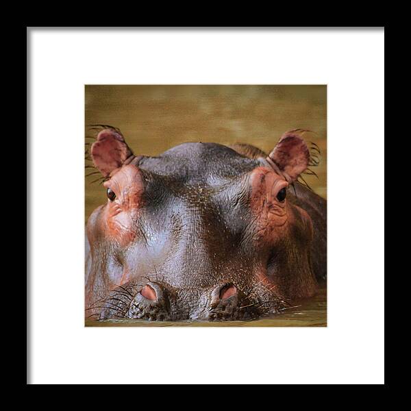 Hippo Eyes Framed Print featuring the photograph Hippo Eyes by Gene Taylor