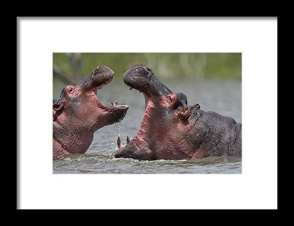 Adult Framed Print featuring the photograph Hippopotamus amphibius, an adult with a juvenile by Tony Mills