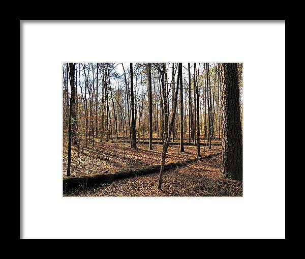 Forest Framed Print featuring the photograph Hitchiti Trail Forest by Ed Williams