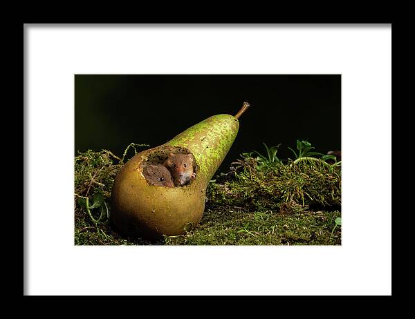 Harvest Framed Print featuring the photograph Hm-02978 by Miles Herbert