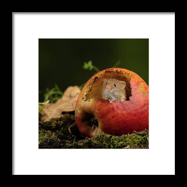 Harvest Framed Print featuring the photograph Hm-2427 by Miles Herbert